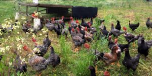 Chickens at southampton Homestead