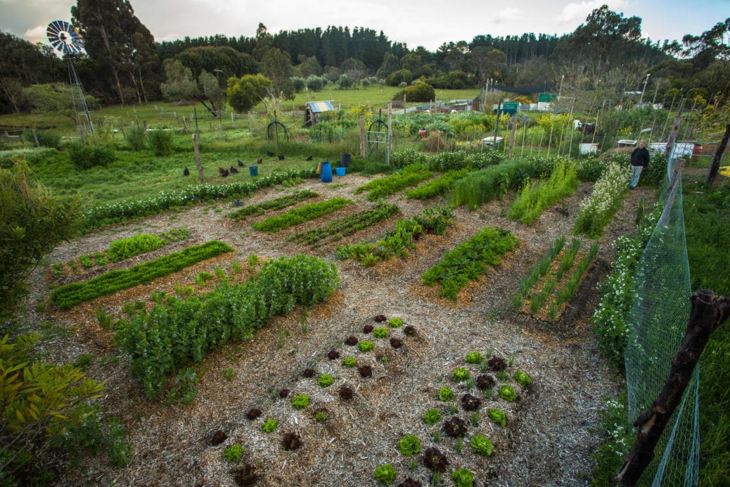 A vegetable garden with neatly arranged rows of various green plants is bordered by fencing; surrounding the garden are grassy fields, trees, and distant structures under a cloudy sky. - Fair Harvest Permaculture A vegetable garden with neatly arranged rows of various green plants is bordered by fencing; surrounding the garden are grassy fields, trees, and distant structures under a cloudy sky. - Fair Harvest Permaculture
