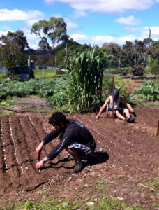 Garlic planting