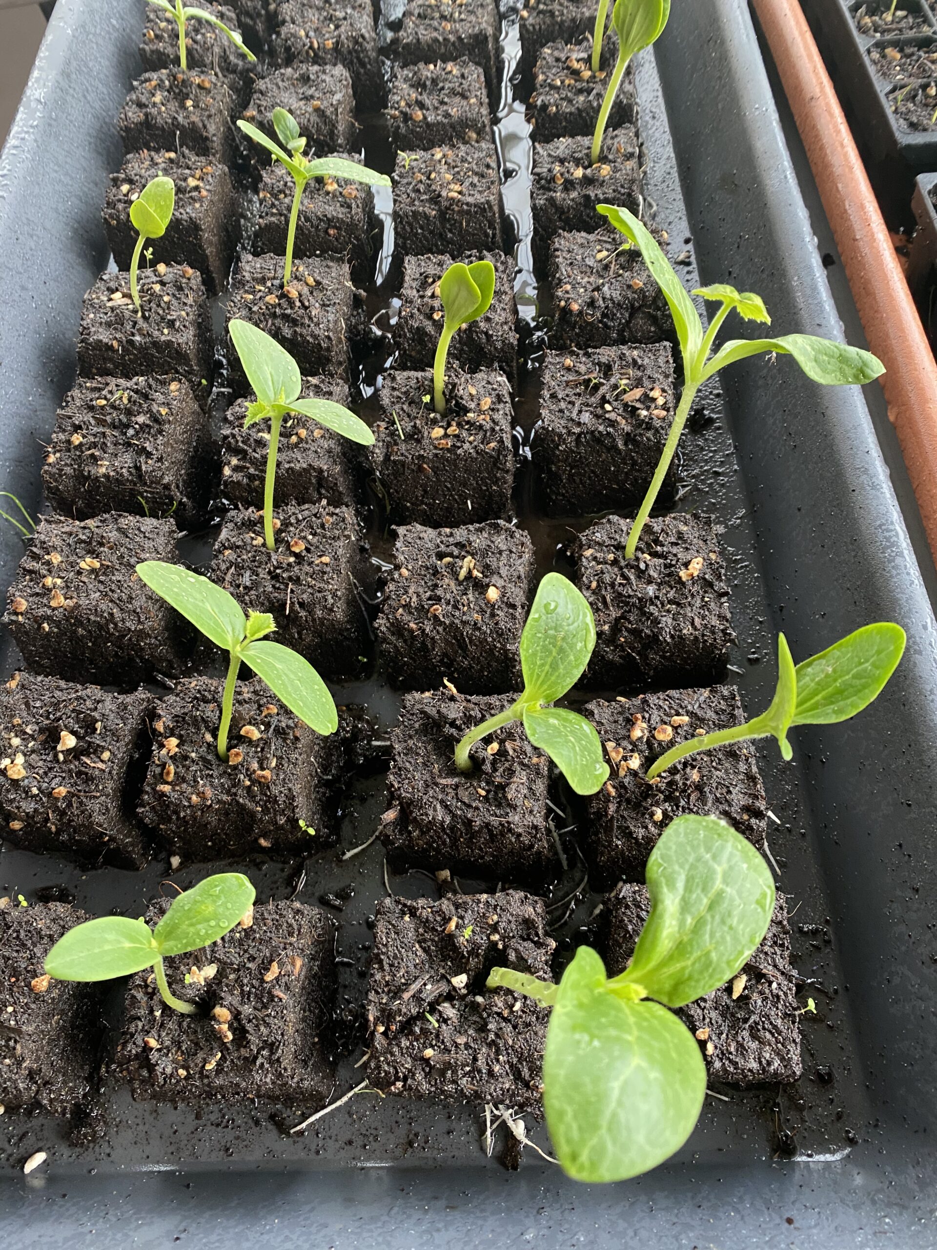 Gardening Workshops for Beginners -  5th October 2025 - Image 5