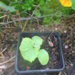 Cucurbit seedlings