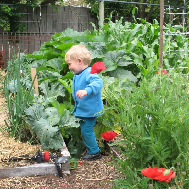 A young child wearing a blue outfit stands in a lush vegetable garden surrounded by large green plants and red flowers, with a wire fence and trees in the background. - Fair Harvest Permaculture A young child wearing a blue outfit stands in a lush vegetable garden surrounded by large green plants and red flowers, with a wire fence and trees in the background. - Fair Harvest Permaculture
