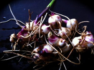 canna roots