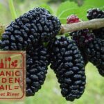 OGT Logo with Mulberries