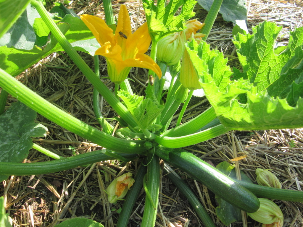 Gardening Workshops for Beginners -  5th October 2025 - Image 11