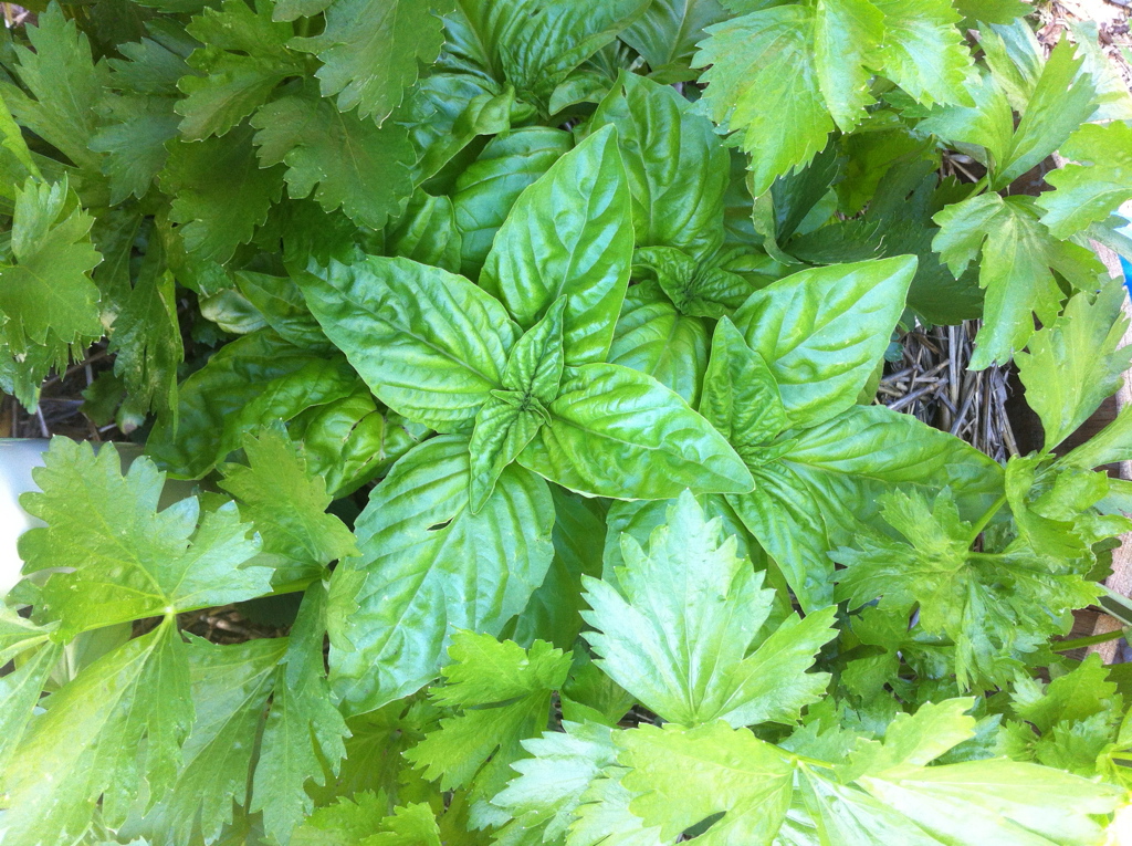 Gardening Workshops for Beginners -  5th October 2025 - Image 9