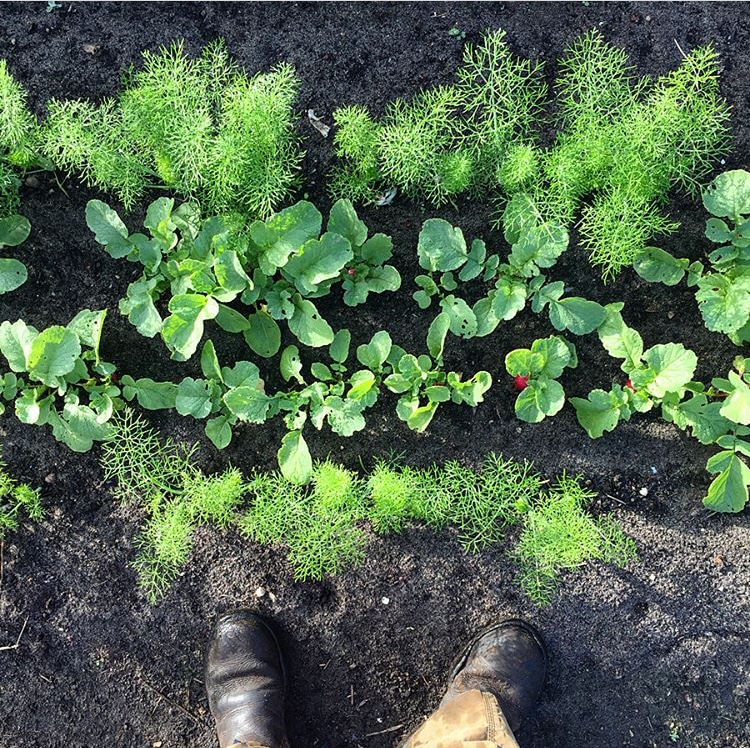 Gardening Workshops for Beginners -  5th October 2025 - Image 3