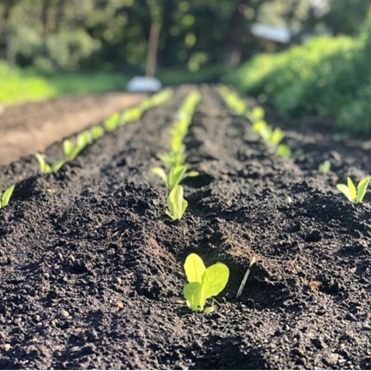 Gardening Workshops for Beginners -  5th October 2025 - Image 6