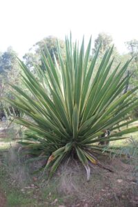 agave