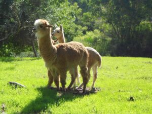 alpaca