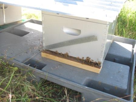 A white beehive box with bees clustering near the entrance sits on a grey plastic platform outdoors, surrounded by grass. - Fair Harvest Permaculture