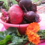 beetroot