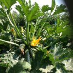 Finding other growers always helps