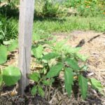Fair Harvest Tomatoes