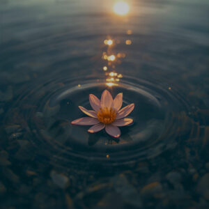 Lotus flower floating on water at sunset