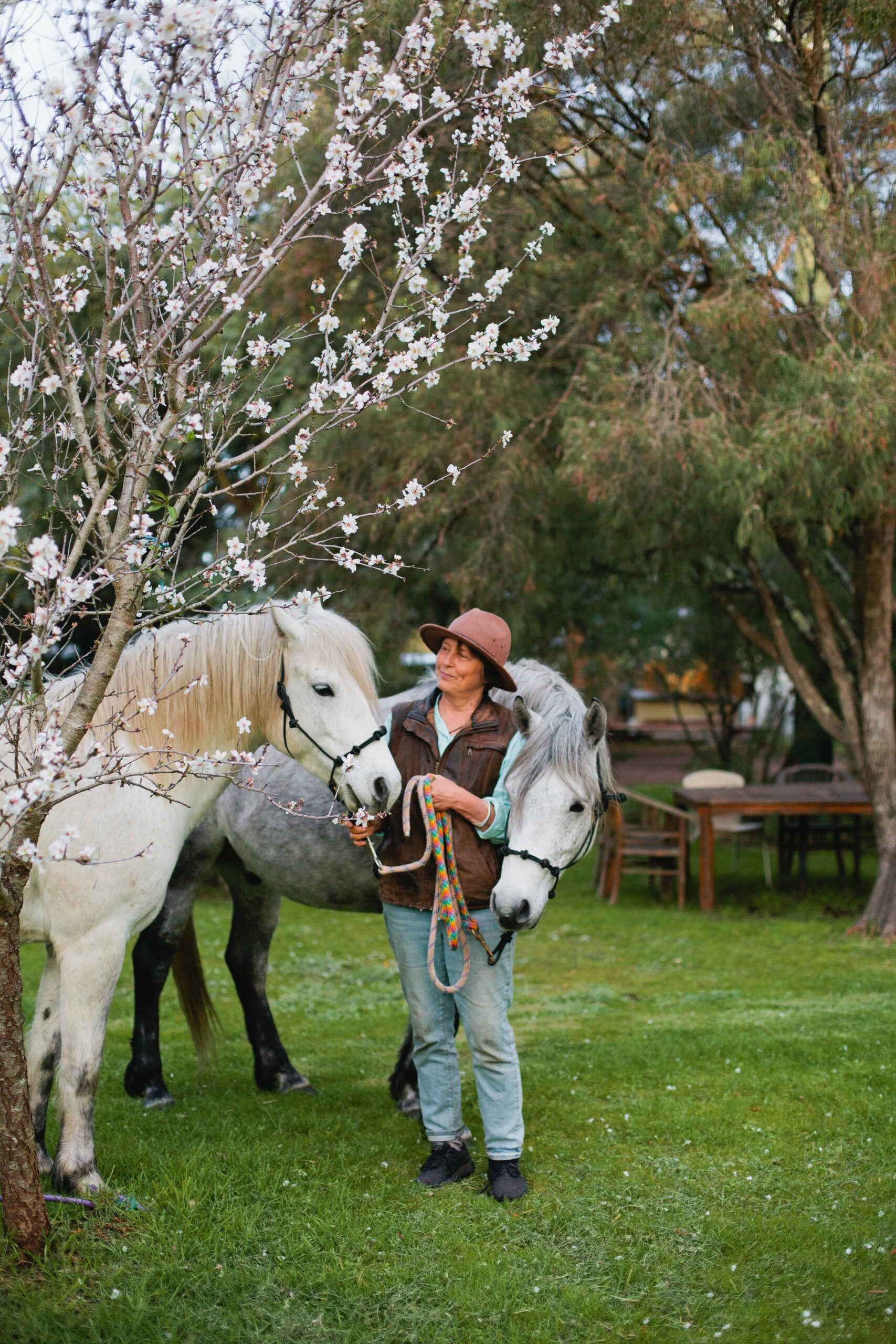 Person with two horses under blossoming tree.