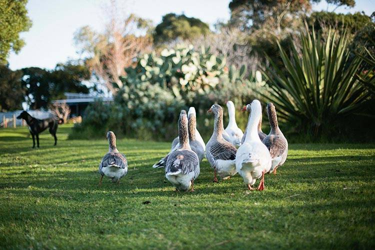 Flock of geese walking on grassy field.