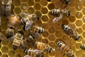Bees on a honeycomb in a beehive.