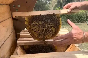 Person handling honeycomb frame from beehive.