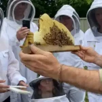 Beekeepers observing honeycomb with bees in protective suits.