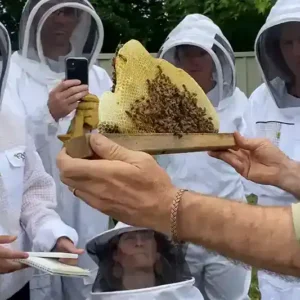 Beekeepers observing honeycomb with bees in protective suits.