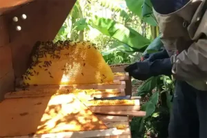 Beekeeper tending bees in sunny garden.